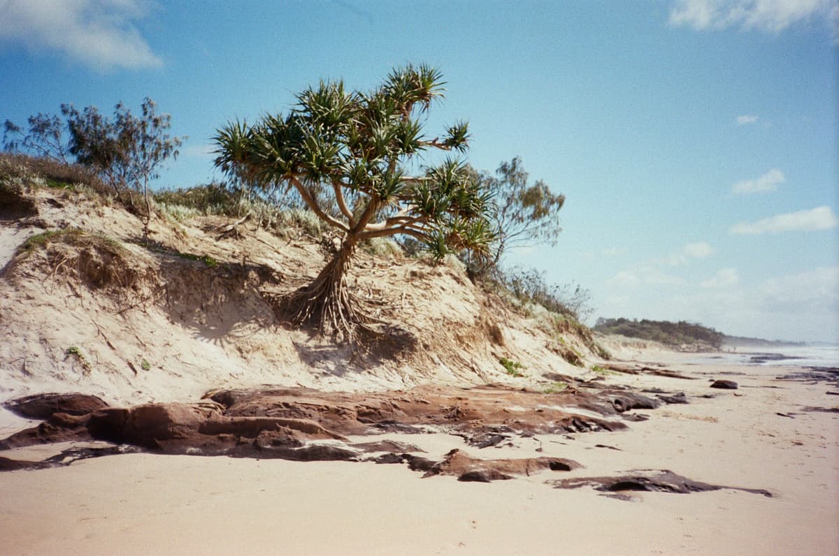 Tree on beach