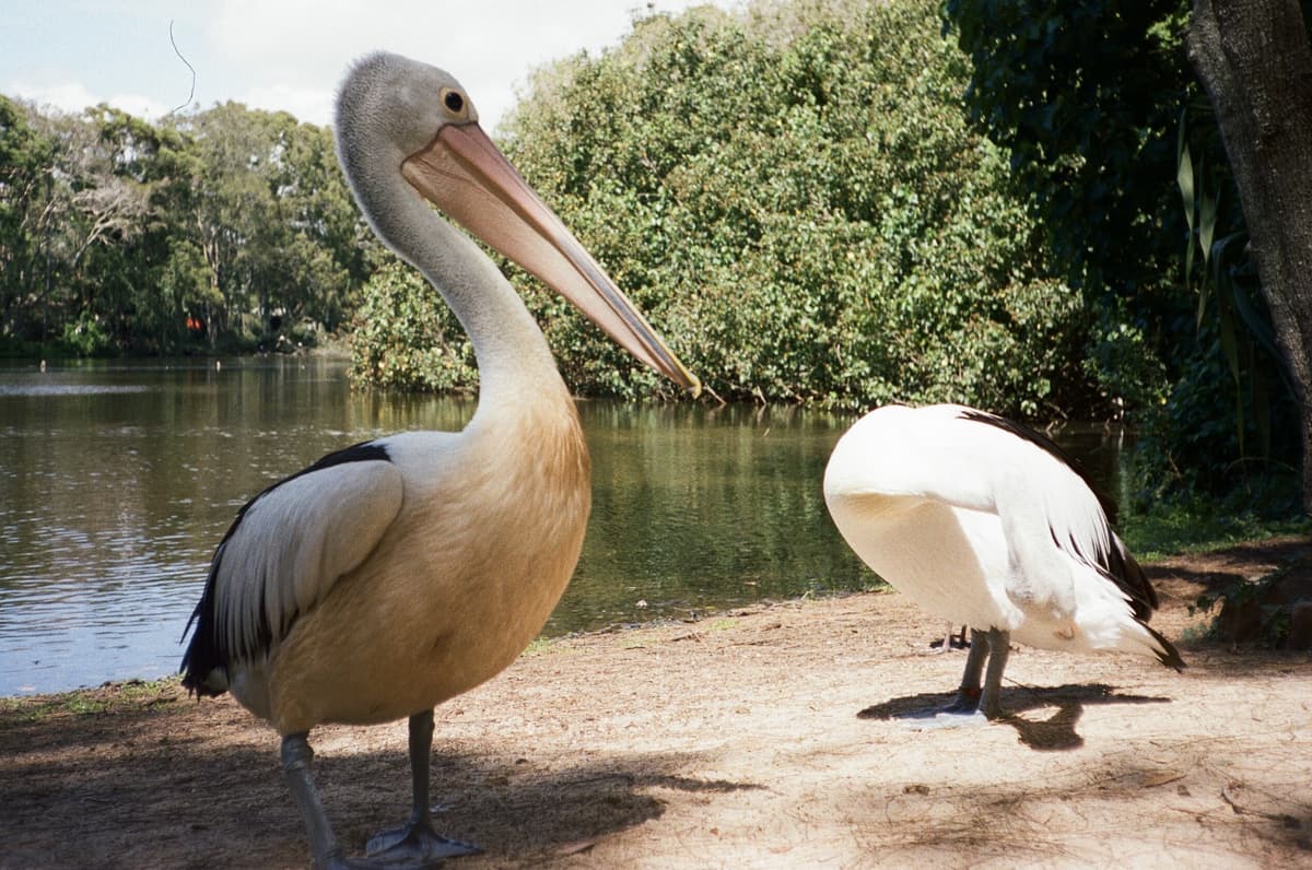 Pelicans