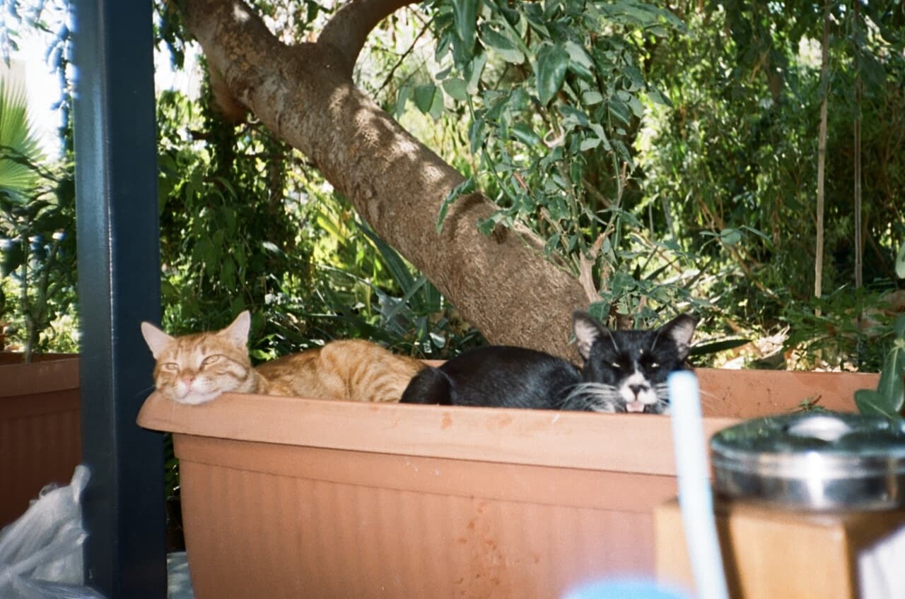 Cats